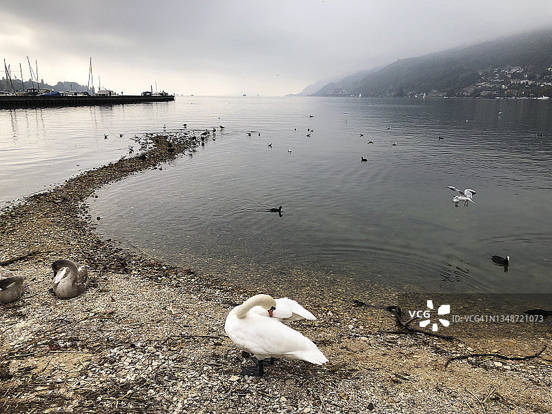 贝尔湖上的一只天鹅和一群海鸥图片素材