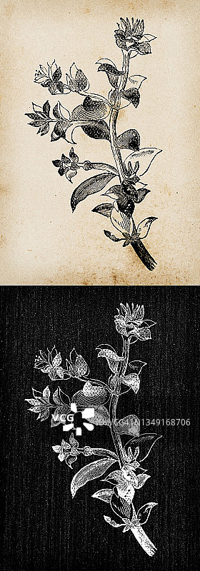 植物学植物仿古雕刻插画:Honckenya peploides(海沙草、海边沙植物)图片素材