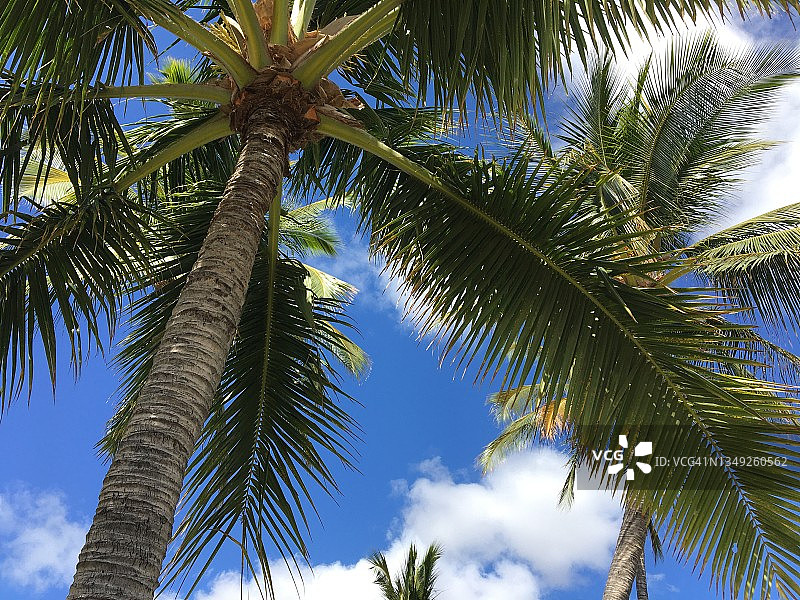 蓝天白云映衬着椰子树的轮廓图片素材