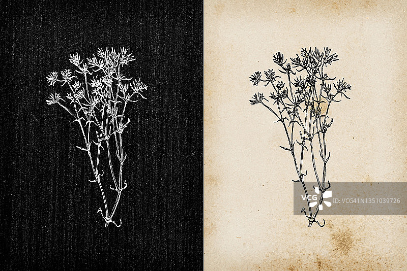 植物学植物古董雕刻插画:硬核花(德国结花木，一年生木)图片素材