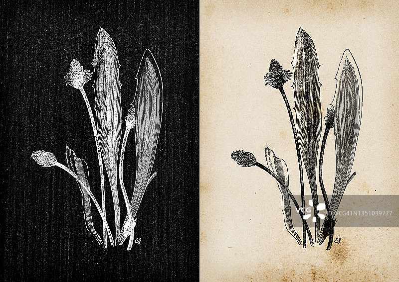 植物学植物仿古雕刻插画:车前草(ribwort plantain，窄叶车前草)图片素材