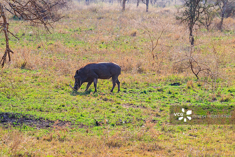 坦桑尼亚塞伦盖蒂国家公园草原上的普通疣猪(非洲疣猪)图片素材
