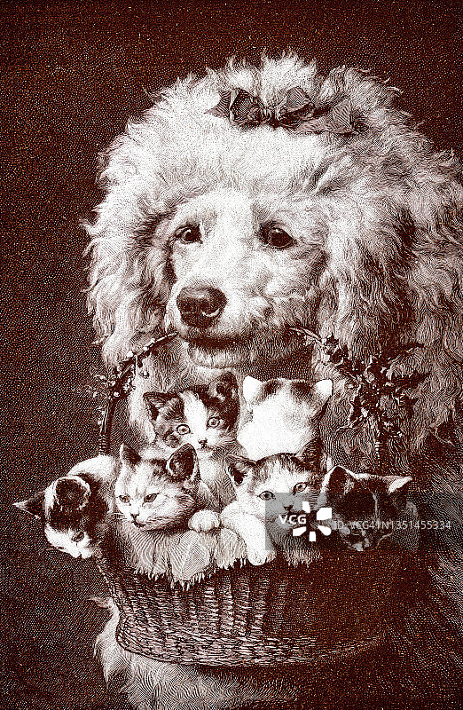 漂亮的礼物:卷毛狗拿着一个装满小猫的篮子图片素材