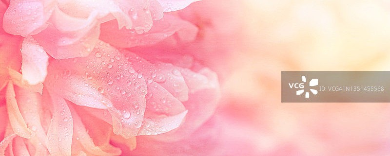 模糊抽象花卉浪漫的背景与精致的粉红色牡丹，特写。横幅与自由空间的文字，选择性frocus图片素材