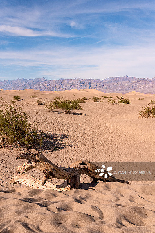 死亡谷国家公园内风景秀丽的牧豆树平原沙丘图片素材