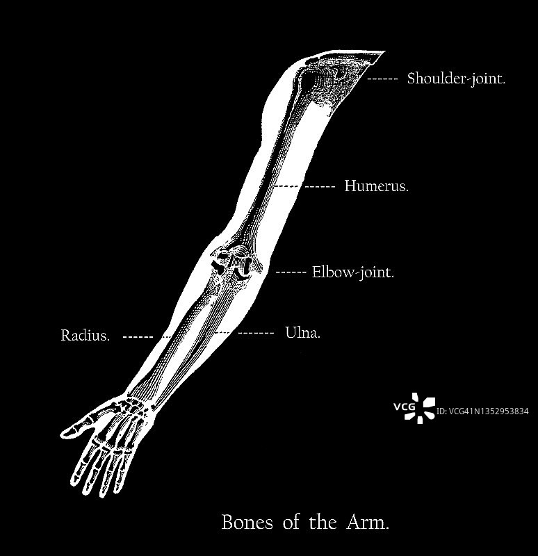 人类手臂骨骼的古老雕刻插图图片素材