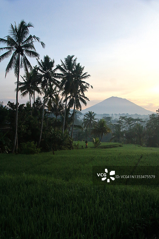 清晨在巴厘岛的稻田里图片素材