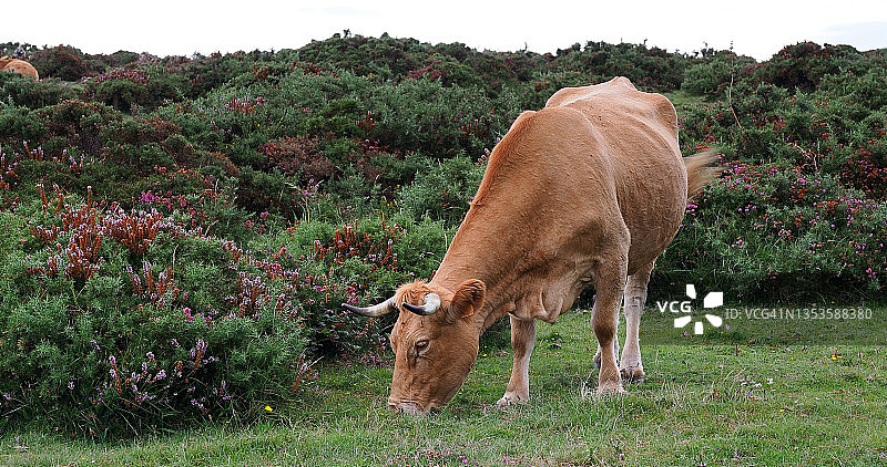 田园风光，奶牛在加利西亚山区的绿色牧场上吃草。图片素材
