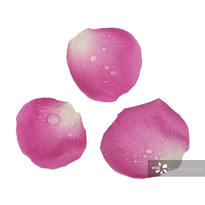 芬芳的粉红色玫瑰花瓣上有水滴。图片素材