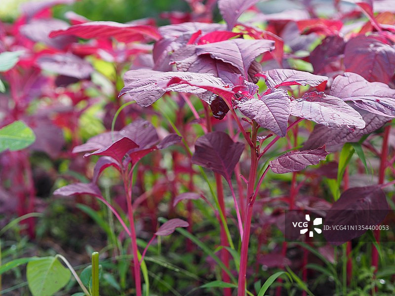 紫红苋，紫红苋科红叶蔬菜在花园里新鲜绽放，自然食物背景图片素材