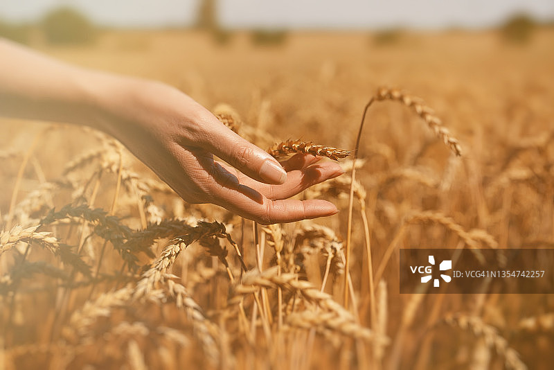 在农田里，女性的手抚摸着小麦。图片素材