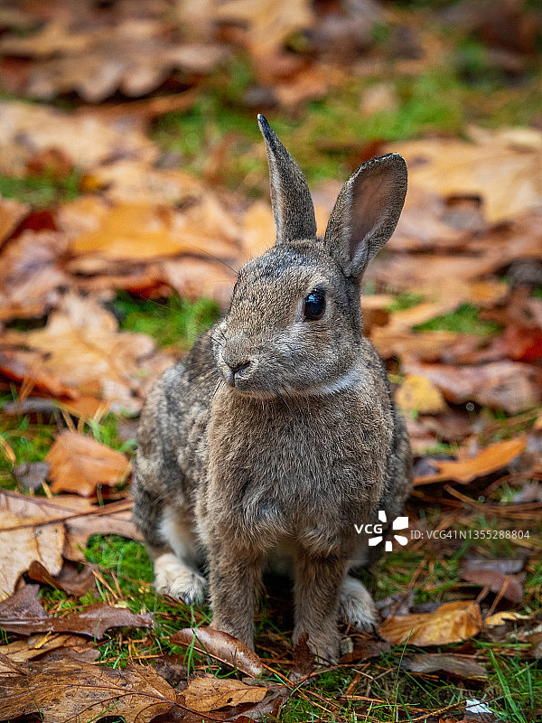 一只好奇的兔子正直视着镜头图片素材