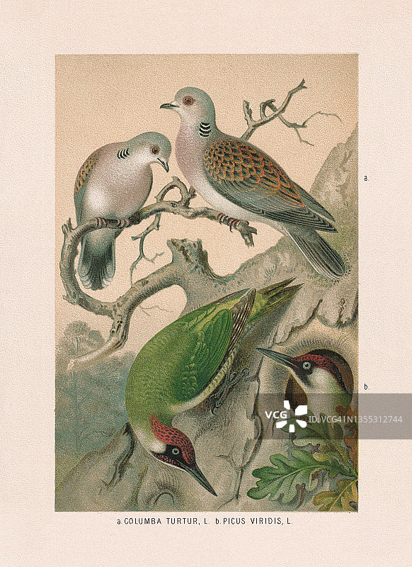 鸽子和啄木鸟:斑鸠和绿色啄木鸟，彩色版，1887年图片素材