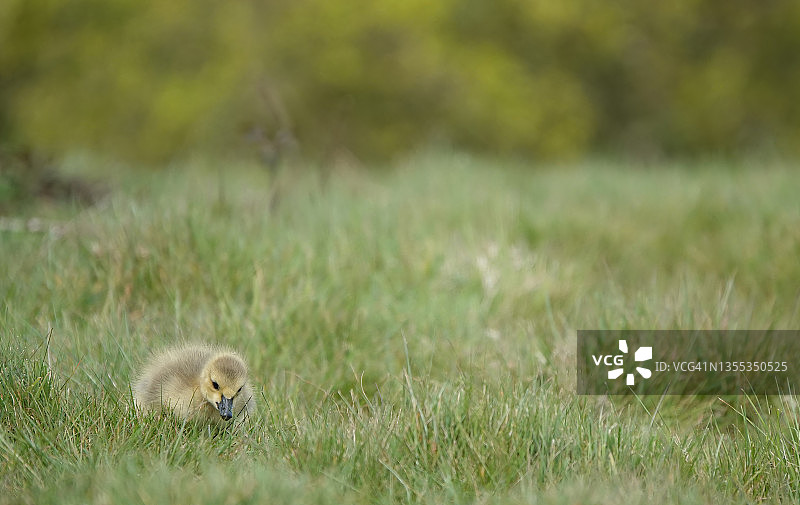 这是一个可爱的选择性对焦镜头，一只年轻的灰鹅穿过草地向相机走来，背景是模糊的绿色。图片素材
