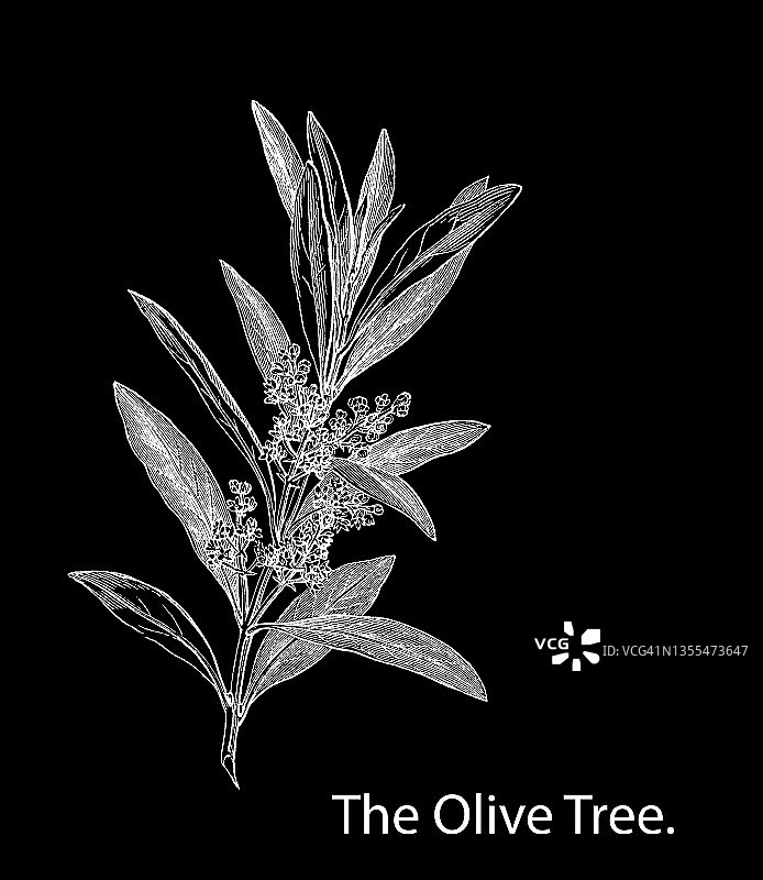 古老的橄榄树雕刻插图(Olea europaea)图片素材