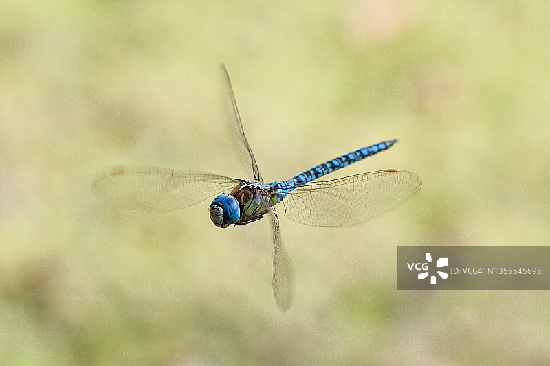 在自然栖息地飞行的蓝眼睛小贩(Aeshna affinis)图片素材