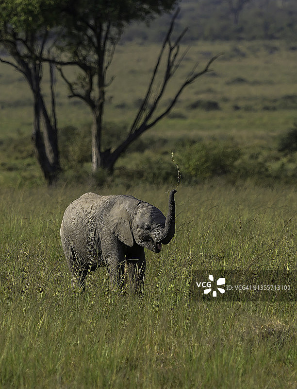 肯尼亚的一头野生小象图片素材