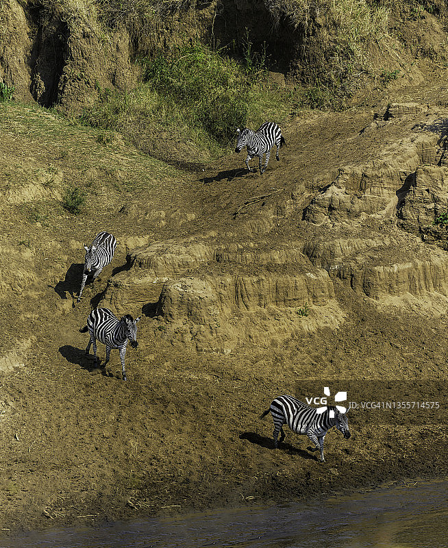 非洲肯尼亚河边的斑马十字图片素材