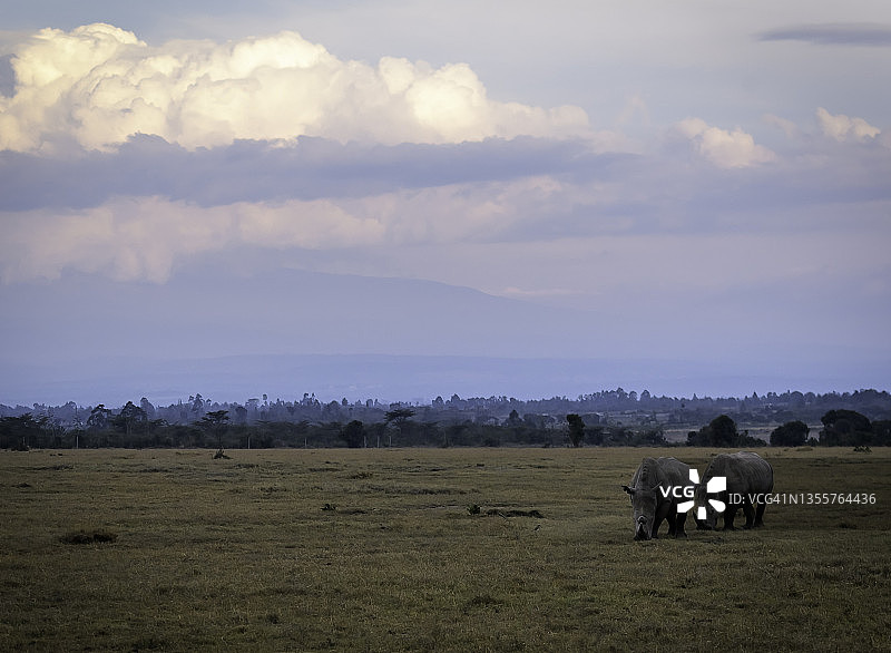在肯尼亚奥佩杰塔，一对犀牛在远处观看风暴图片素材