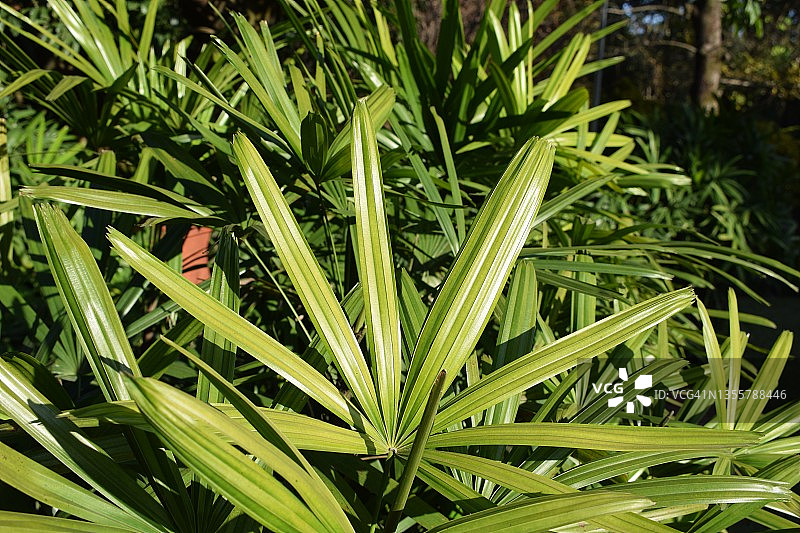 华丽的夫人棕榈植物显示其闪亮的存在。Rhapis excelsa。棕榈科家庭。图片素材