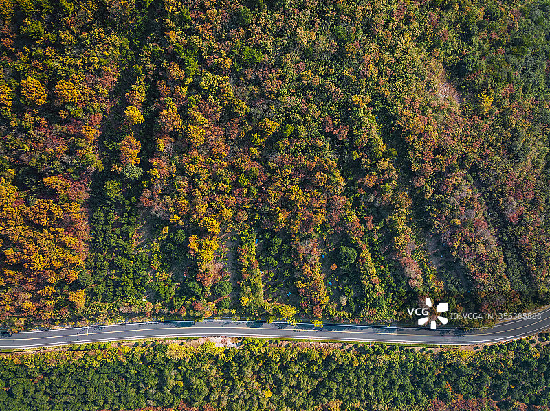 鸟瞰图的秋天森林在早晨蜿蜒的道路，靠近一个湖图片素材