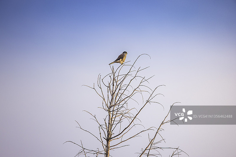 一只隼鸟坐在自然界的树枝上图片素材