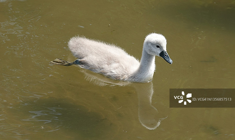 一个阳光明媚的日子里，一只小天鹅在棕色的水里游泳的可爱照片。图片素材