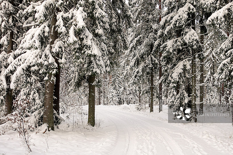 白天一场大雪过后，一条狭窄的针叶林图片素材