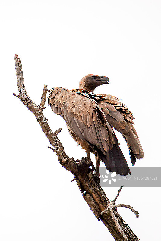 白背秃鹫(非洲吉普赛人)图片素材