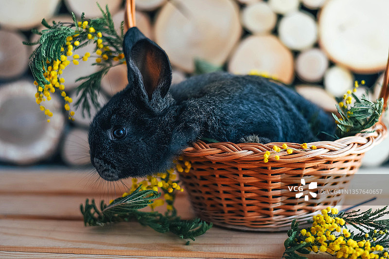 木制背景上的篮子里的灰色兔子。图片素材