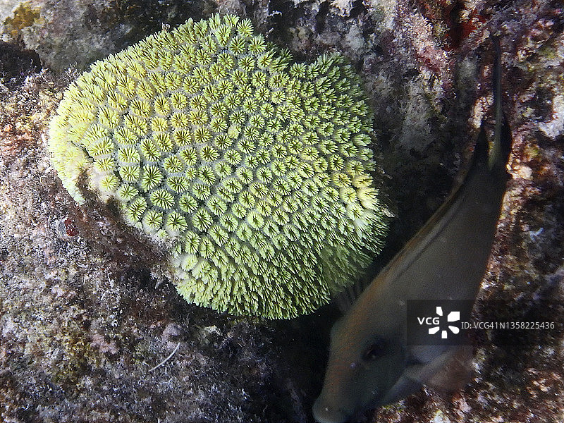 马尔代夫泻湖的椭圆星珊瑚(二星珊瑚)图片素材
