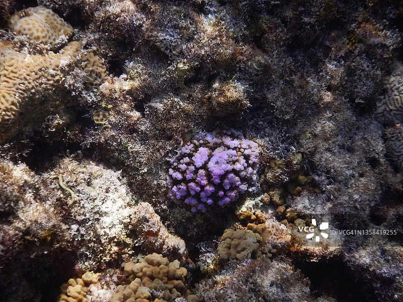 马尔代夫拉纳利珊瑚礁上的紫色珊瑚群图片素材