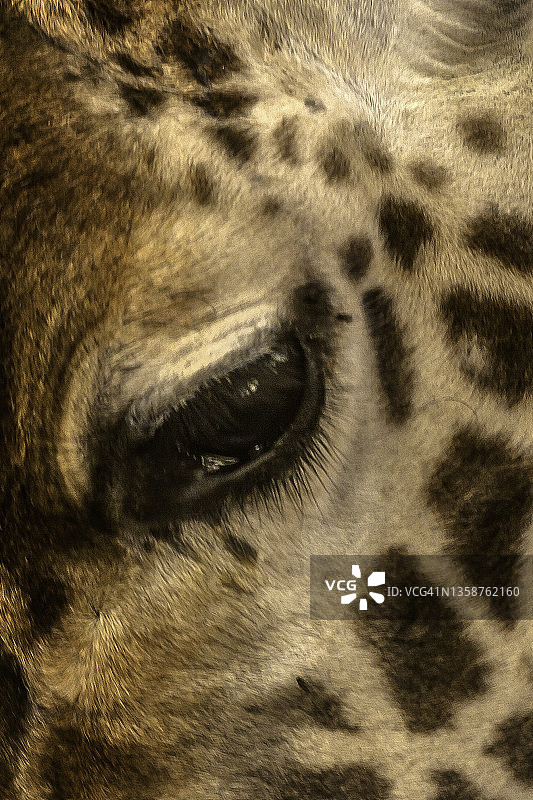马赛马拉马赛长颈鹿的眼睛。图片素材