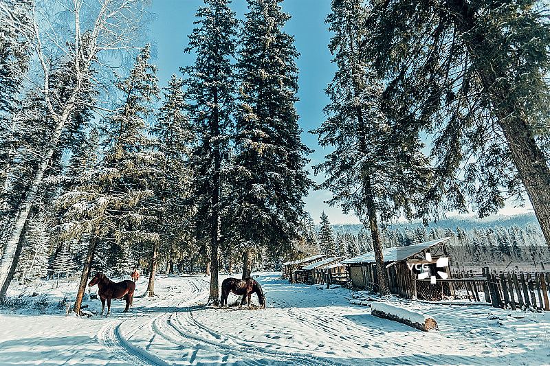 在阳光明媚的寒冷日子里，在雪地上放牧的马。雪覆盖杉树森林上的俄罗斯村庄。卡丹达村的冬天。阿尔泰山脉、俄罗斯图片素材