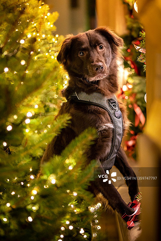 圣诞装饰品之间的狗图片素材