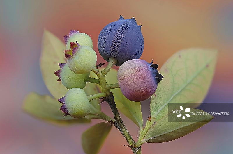 欧洲蓝莓(Vaccinium myrtillus)，特写，黑森，德国图片素材