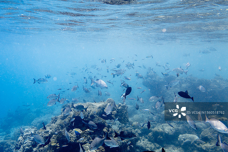 一群鱼在蓝色的海里游泳图片素材