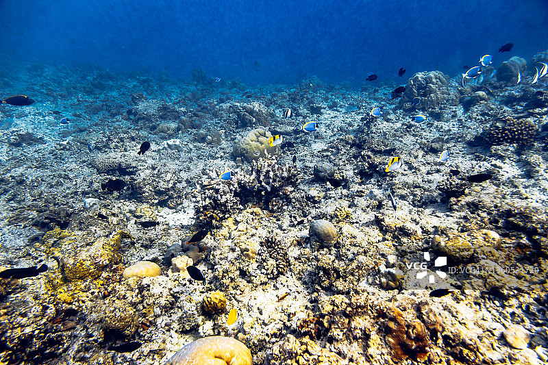 几条鱼游过珊瑚礁图片素材
