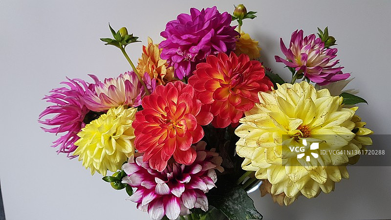五颜六色的大丽花花束图片素材