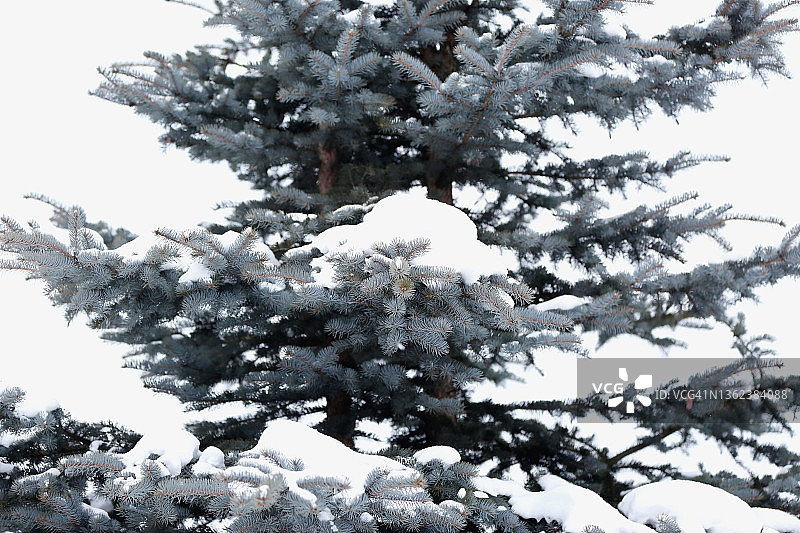 白雪覆盖的蓝松树图片素材