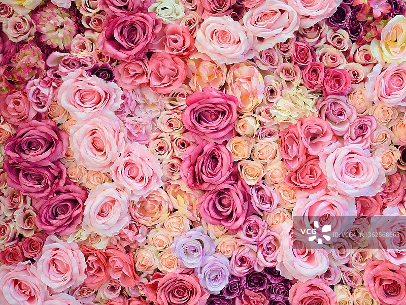 粉红玫瑰墙图片素材