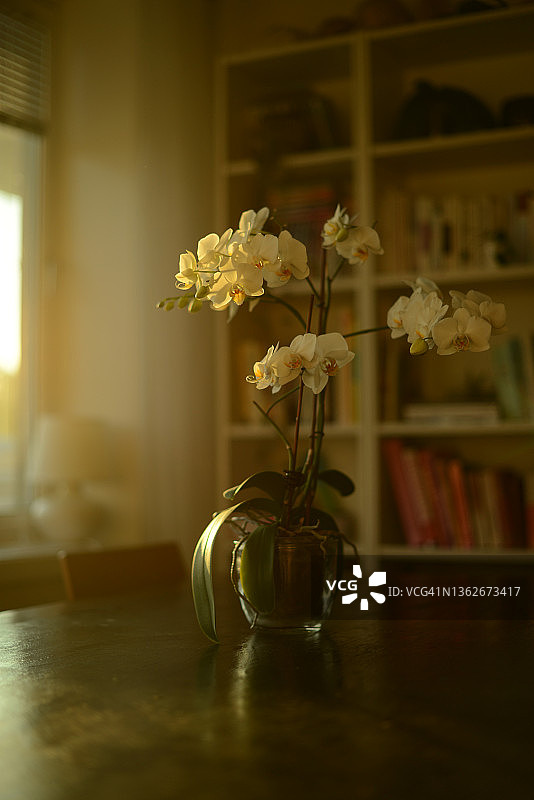 餐桌上放着白色盛开的兰花图片素材