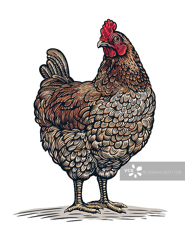 用图形(雕刻)风格画的鸡。图片素材