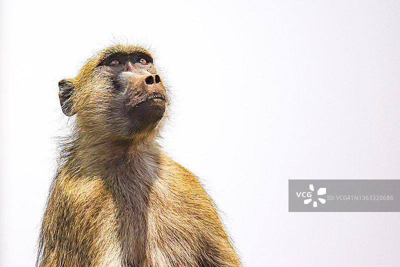 Vervet Monkeys （Chlorocebus Pygerythrus）图片素材