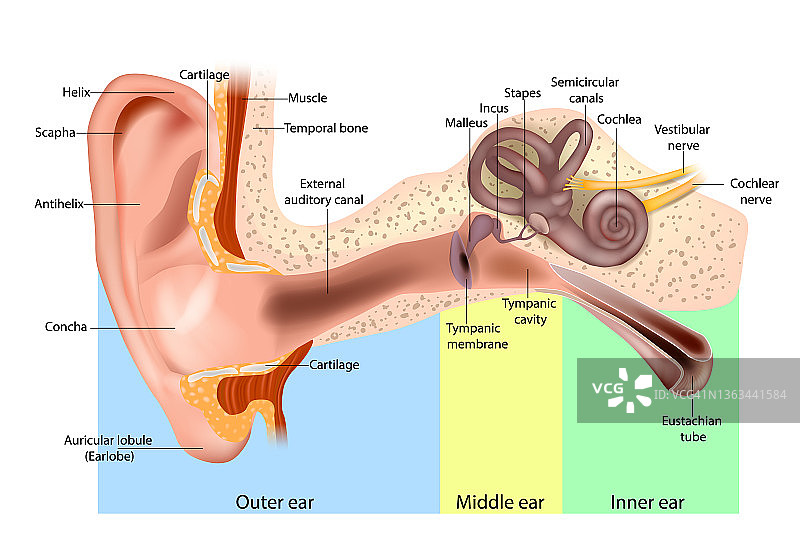 人耳解剖。耳朵结构图。人的耳朵由外耳、中耳和内耳组成。图片素材
