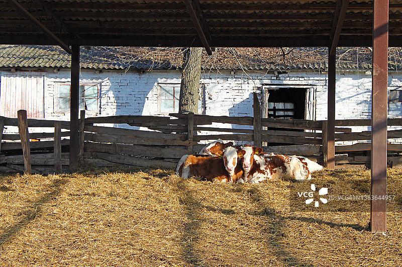 乌克兰文尼茨亚地区，一个奶牛场围栏后面的奶牛图片素材