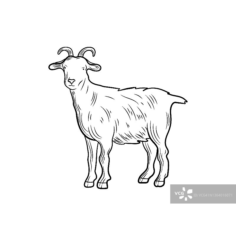 矢量山羊草图，概述插图，农场动物孤立在白色背景。图片素材