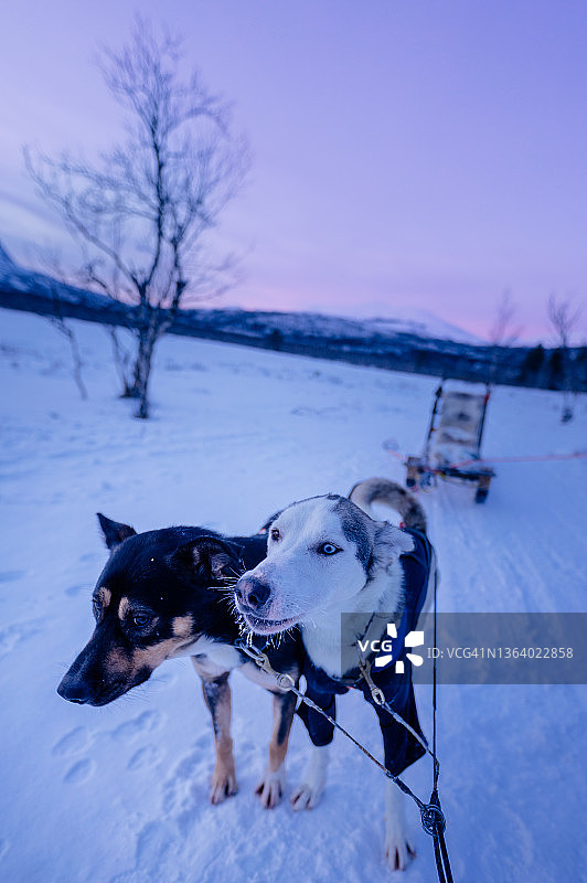 在北极的冬天，狗在极地的日子里拉雪橇。瑞典的拉普兰图片素材