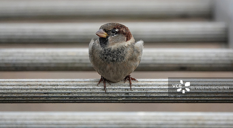 一只雄性家雀正栖息在梯子的横档上，这是一张可爱的正面照片。图片素材