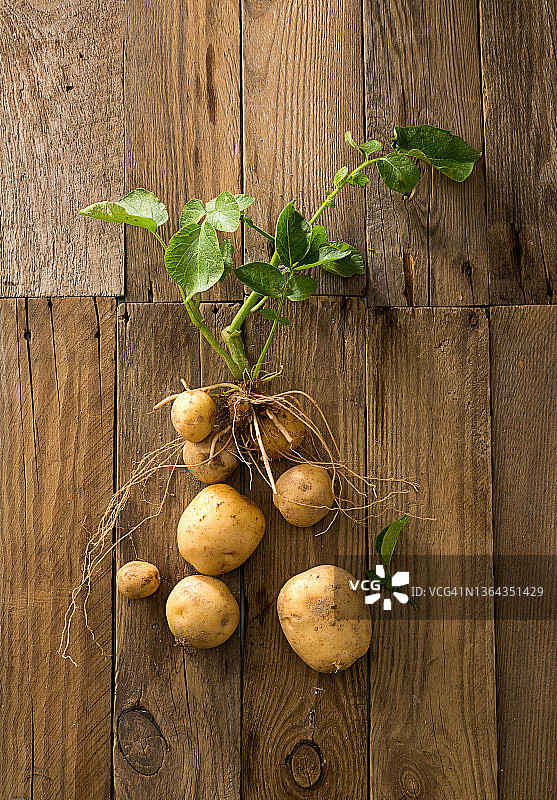 土豆与茎图片素材